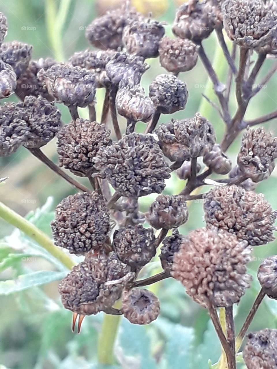 intriguing faded flowers of tansy