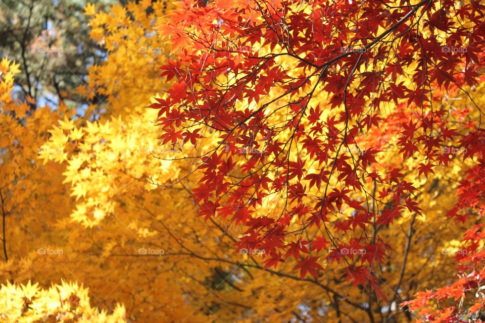 Fall Foliage in Japan