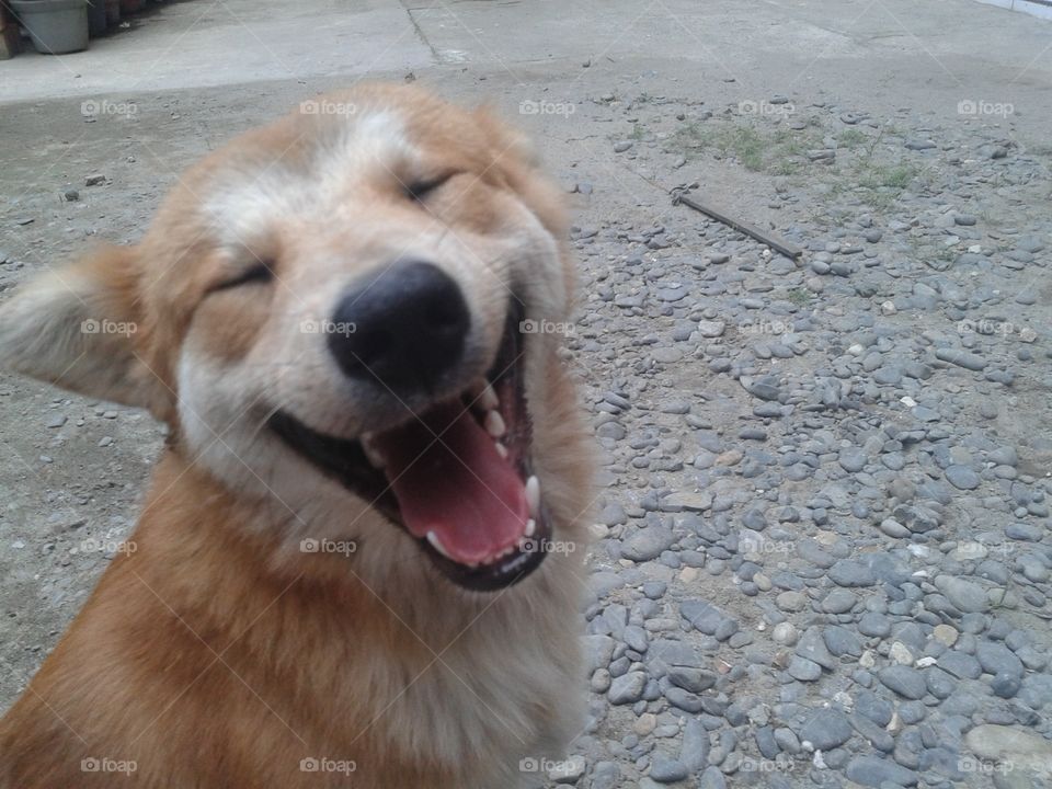 Dog Smile