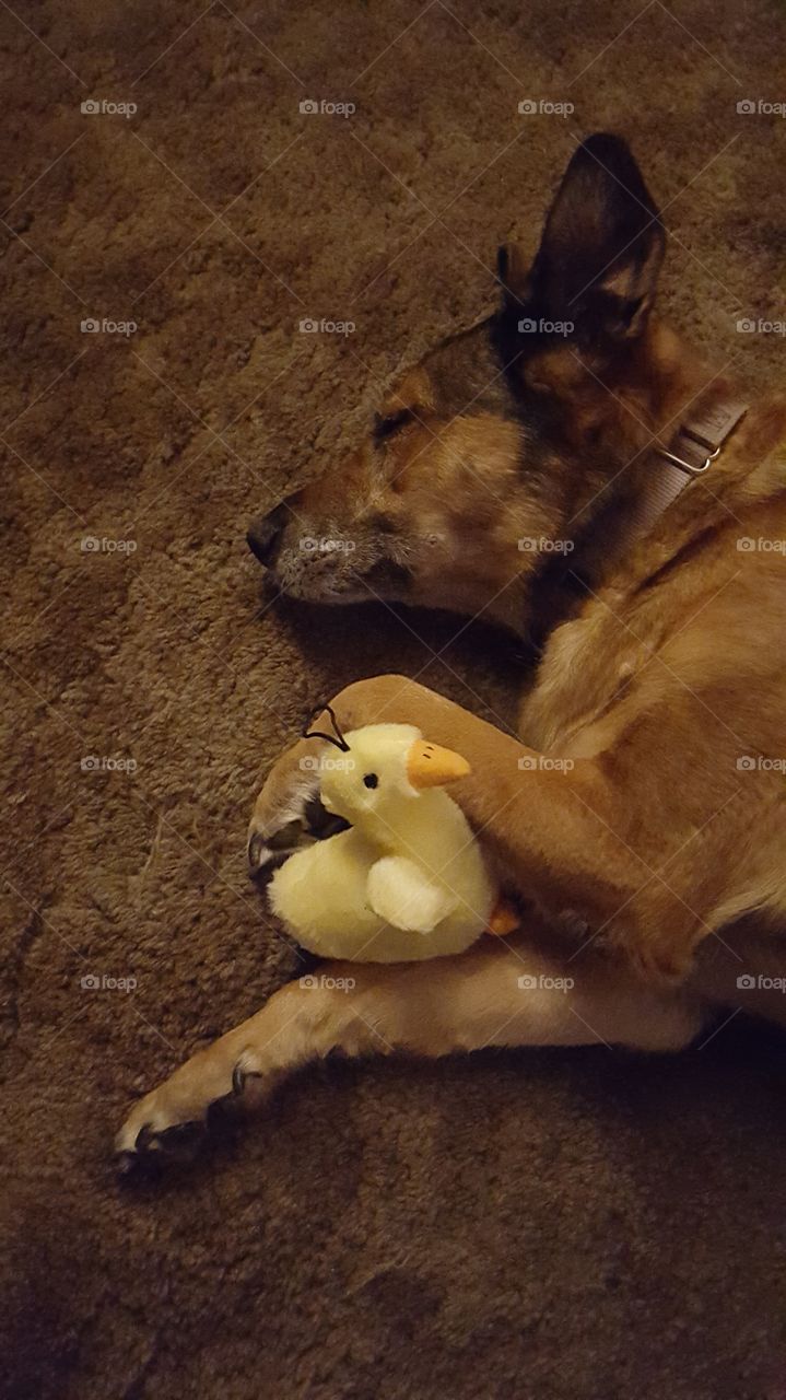 dog with toy