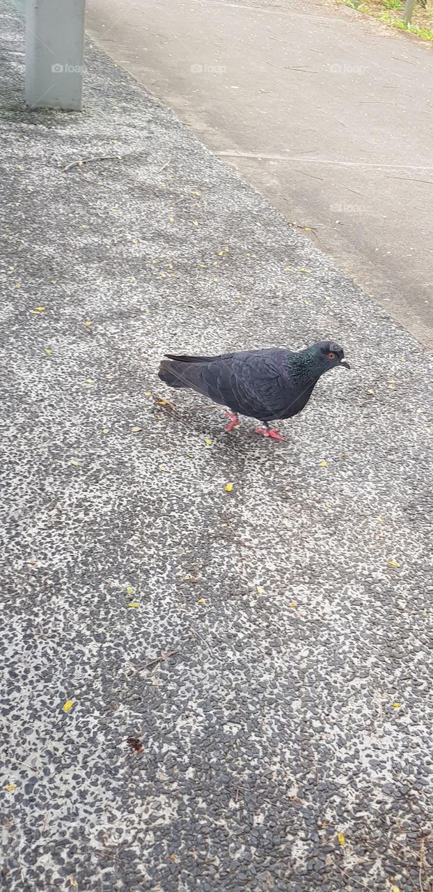 pigeon 🐦 roaming at urban bus stop