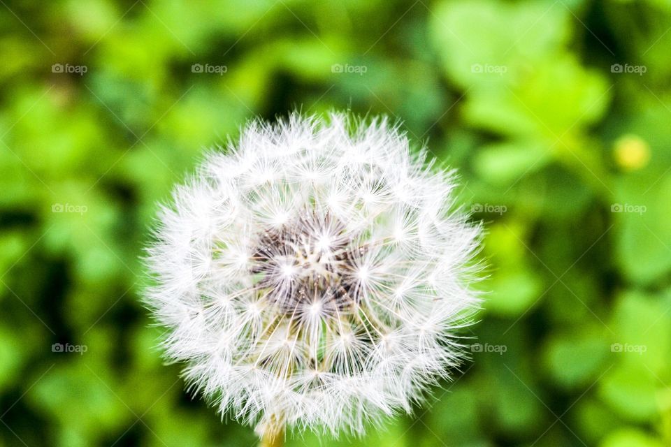 One single dandelion macro closeup gone to seed against a blurred grass background