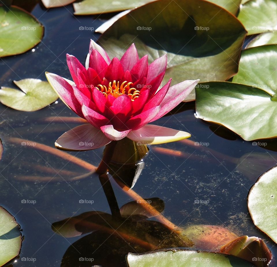 lotus