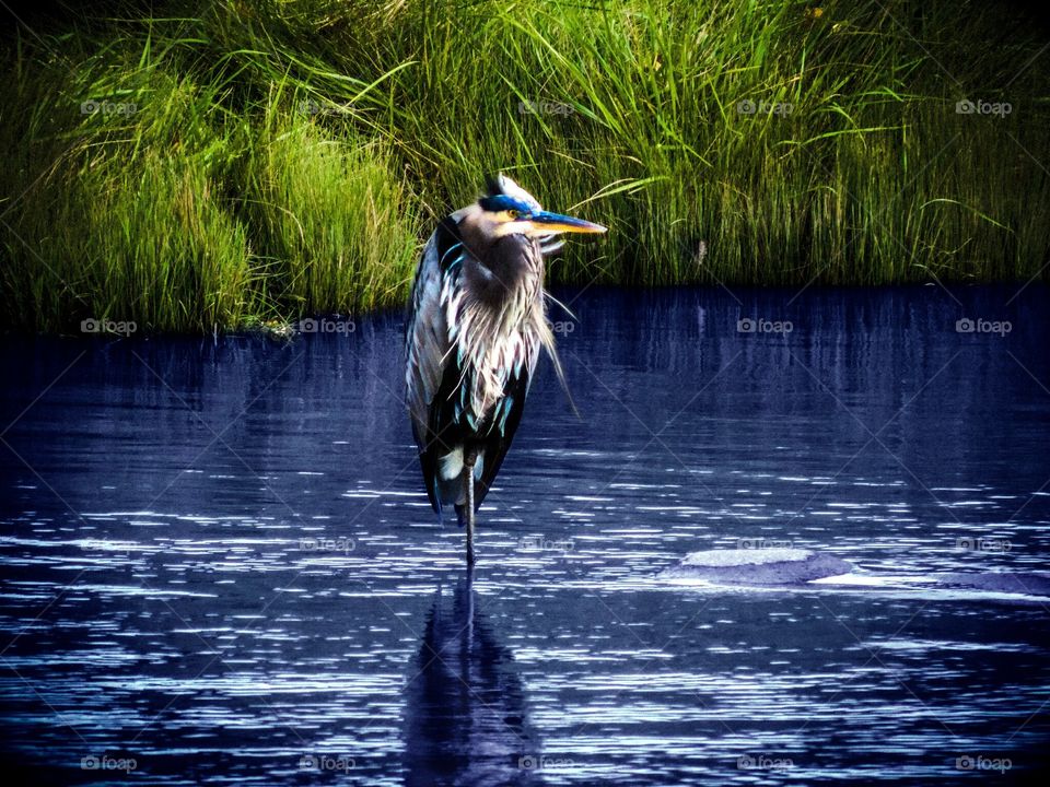 Heron Standing