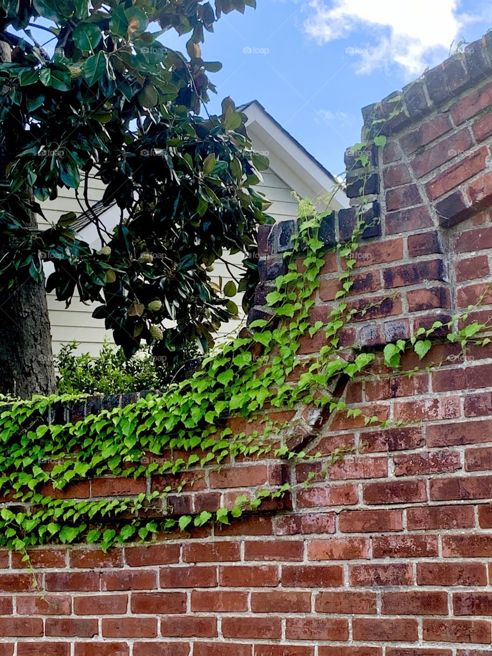 Ivy on brick