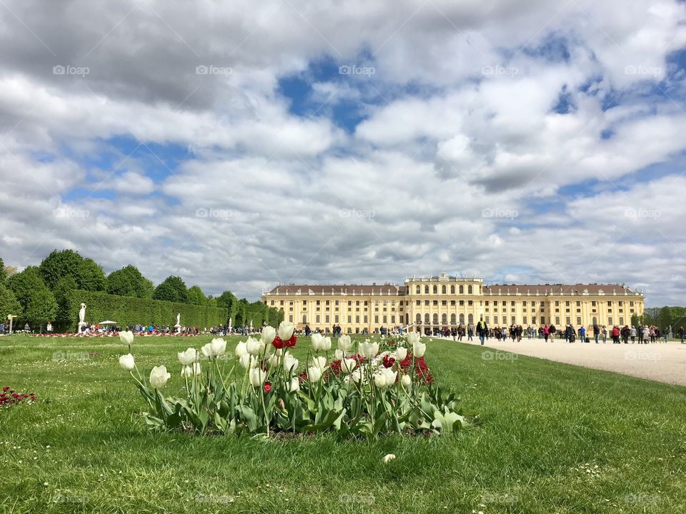 Green grass of Schönbrunner palace