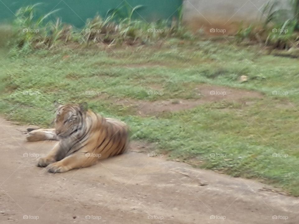 tiger