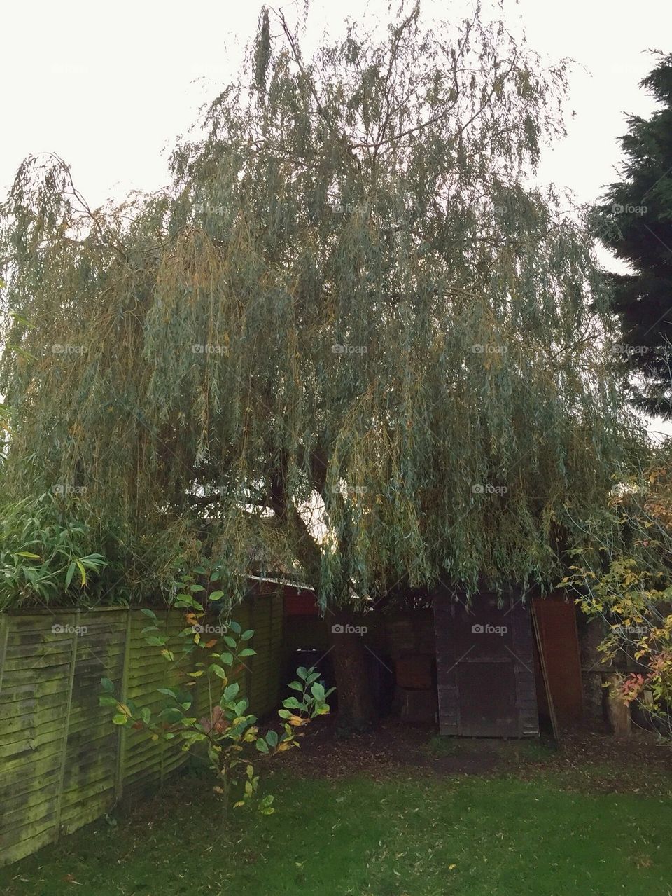 Weeping willow.