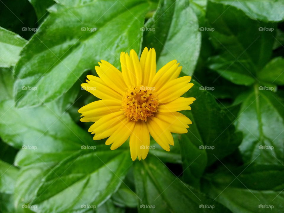 yellow flower