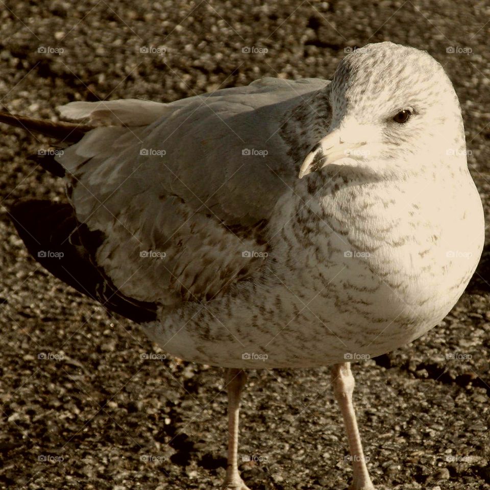 Seagull