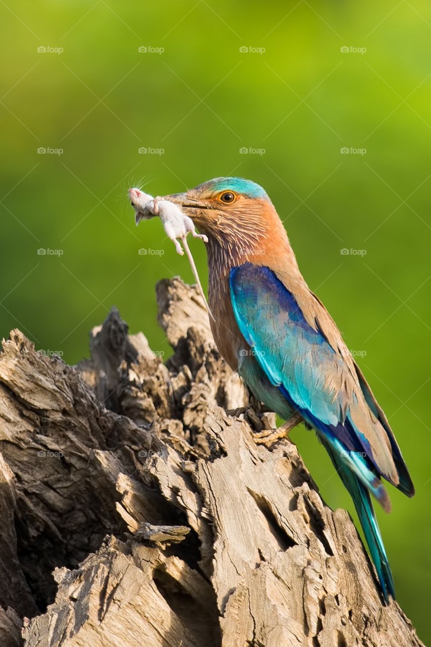 A Bird eating there food!