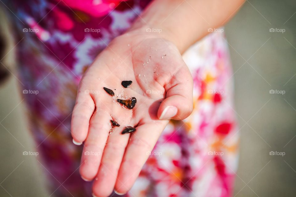 Finding sharks teeth in Florida on the gulf coast. 