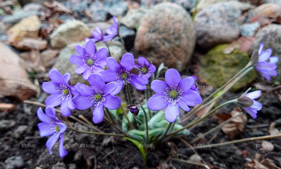 Spring time 💜 Plants around us💜