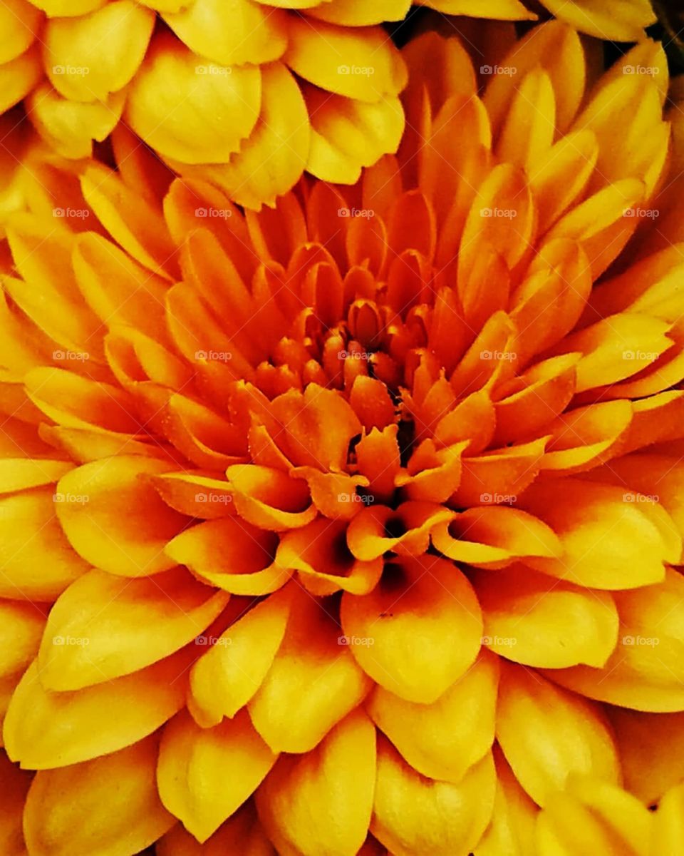 I look for myself but find no one. I belong to the chrysanthemum hour of bright flowers.