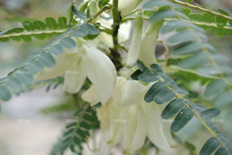 flowers, blur background