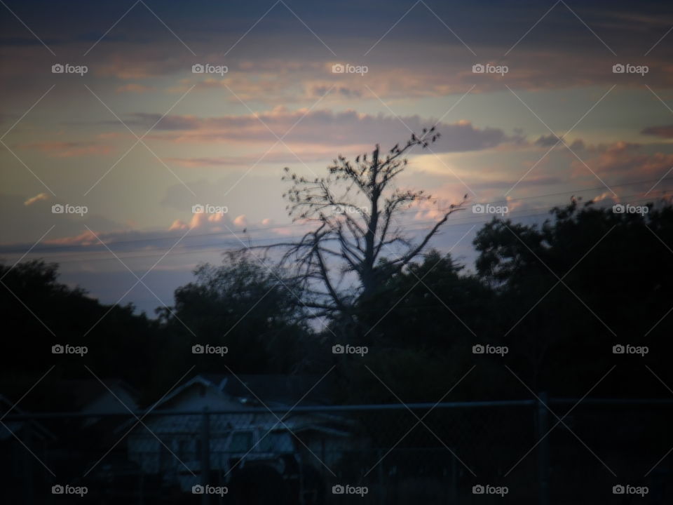 East Texas sunset. This is a picture I took of some birds that were perched in a tree. 👣 🚶 🏃 🔥 💨