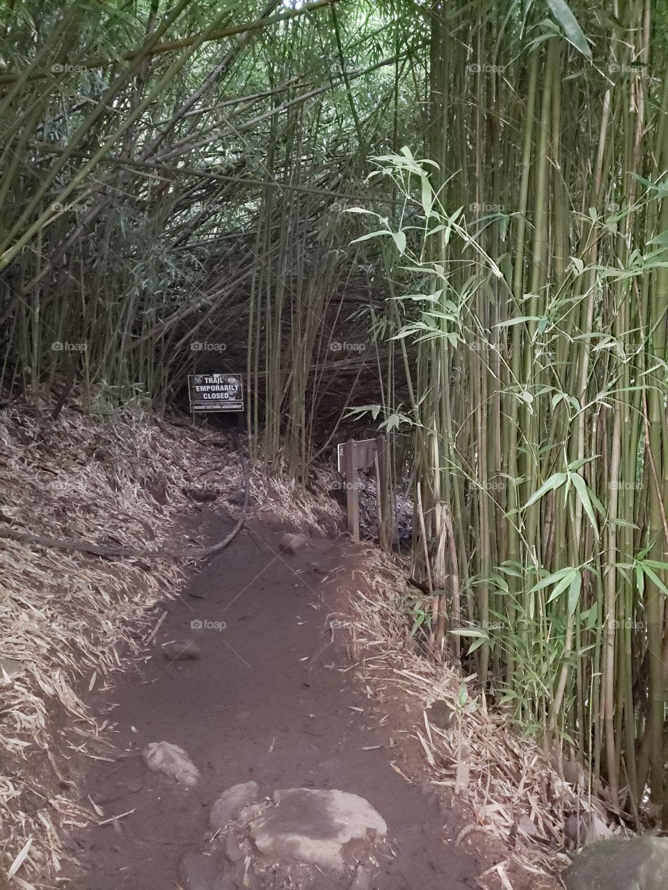 trek along the bamboo forest