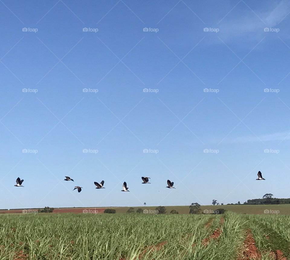 Birds landscape sky céu pássaros paisagem campo