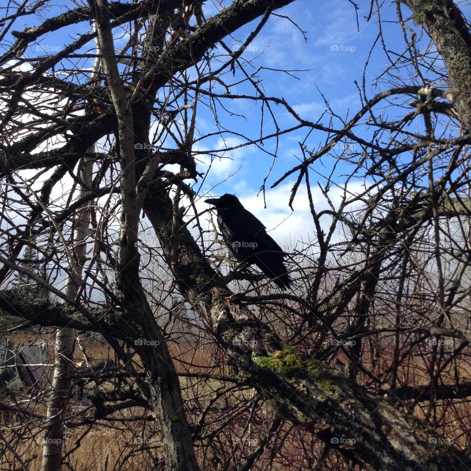 Raven In A Tree
