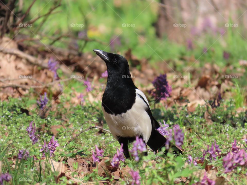 Magpie in a spring park