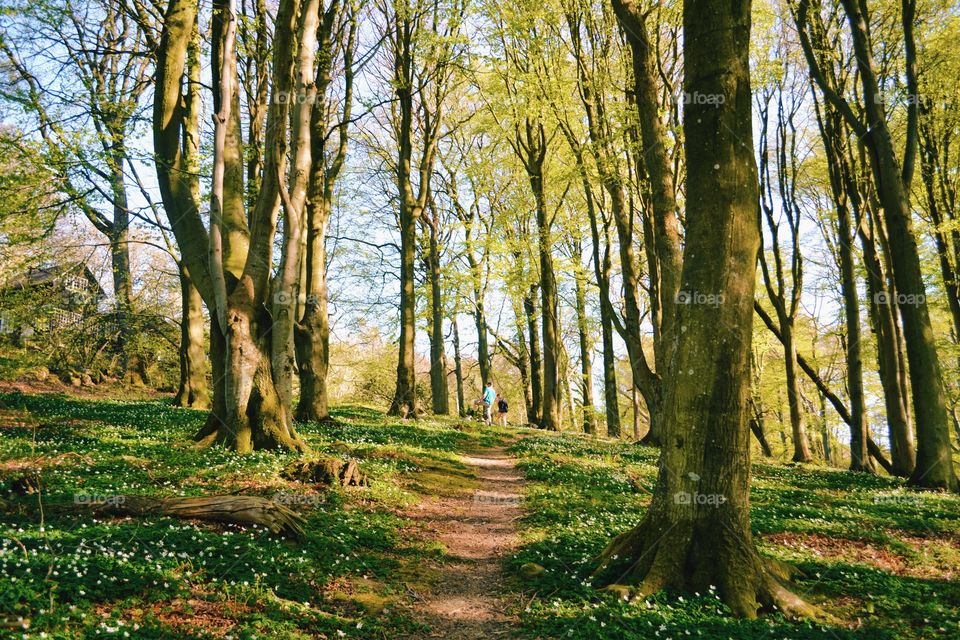 Wood, Nature, Tree, Landscape, No Person