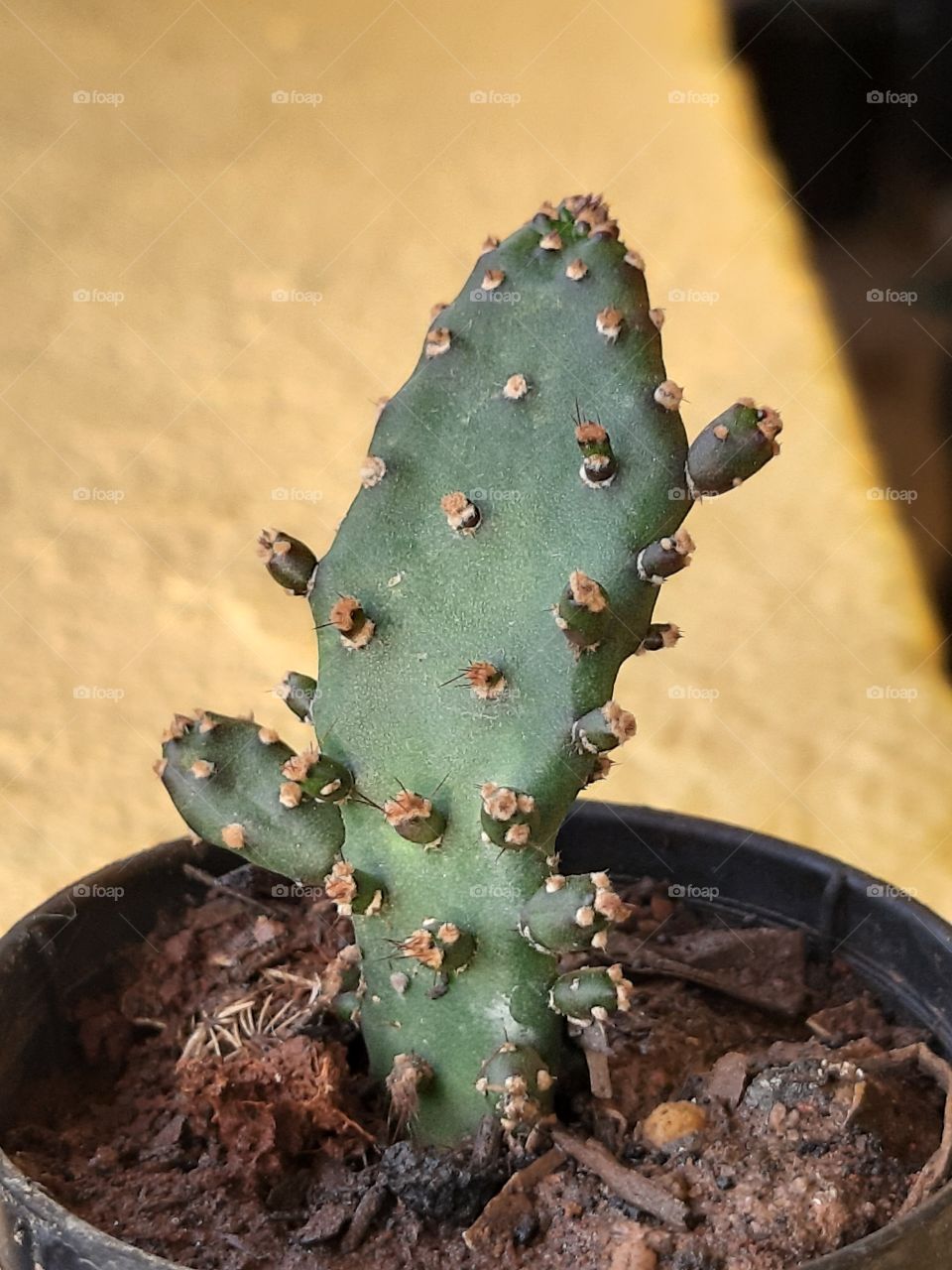 Mini-cactus 2