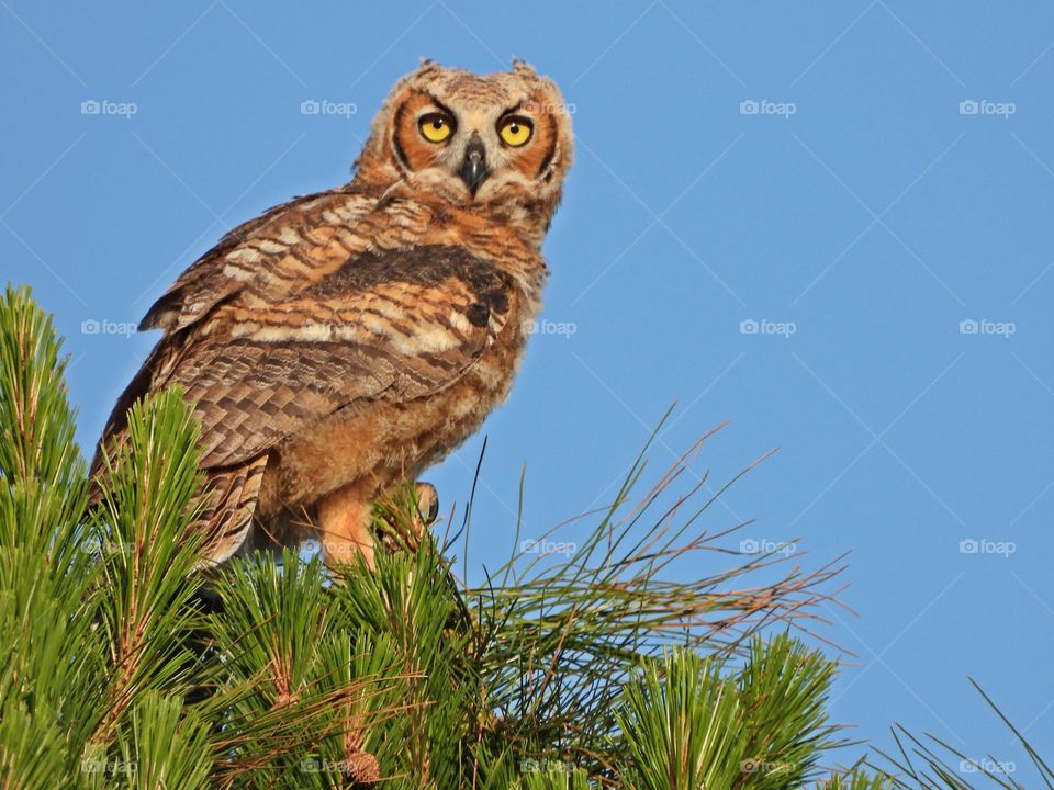 Animals in The Wild - A horned owl is perched atop a tall pine tree- Animals in The Wild - A wild animal is an animal that is, wild. They are not tamed and they live on their own without any help from people