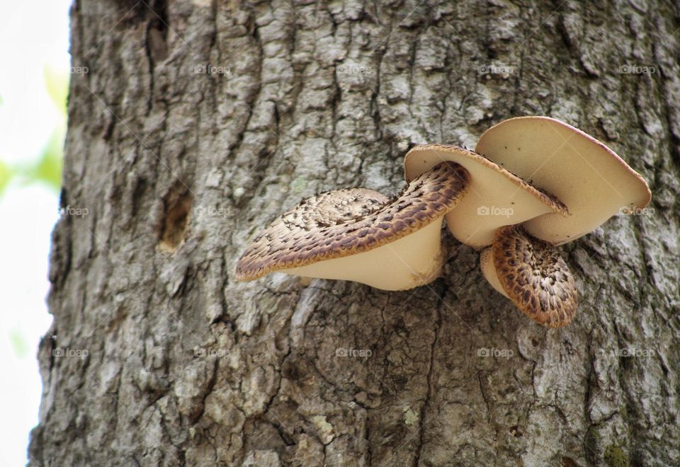 mushroom up the tree