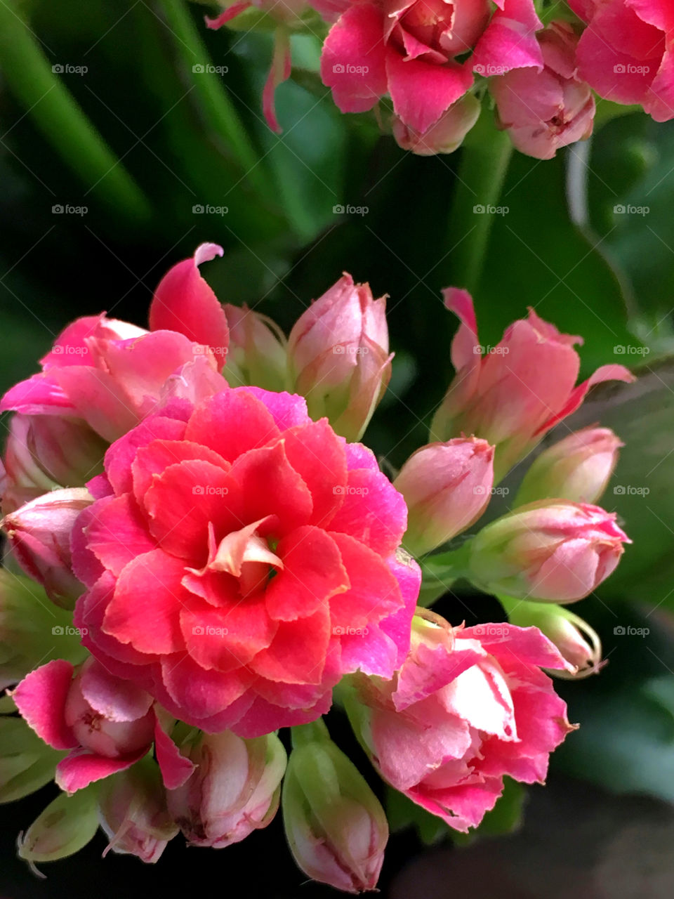 Red flowers, kalanchoe plant