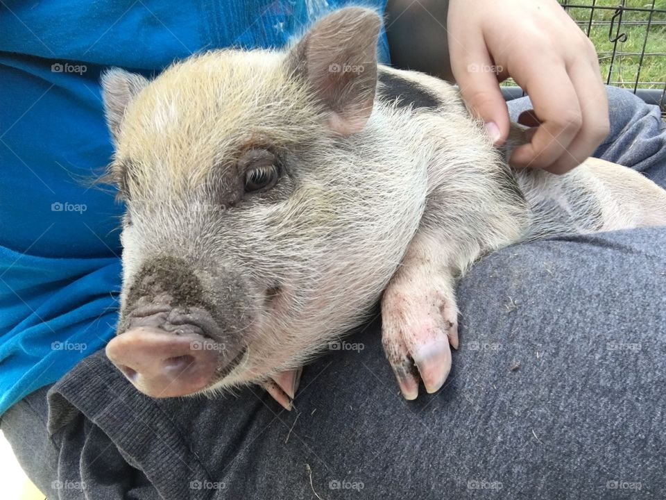 Hector is a Juliana mini pig