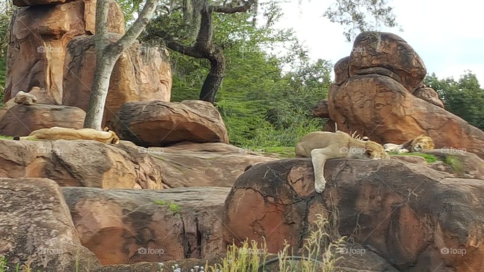 A pride of lions rest peacefully atop the rocks at Animal Kingdom at the Walt Disney World Resort in Orlando, Florida.