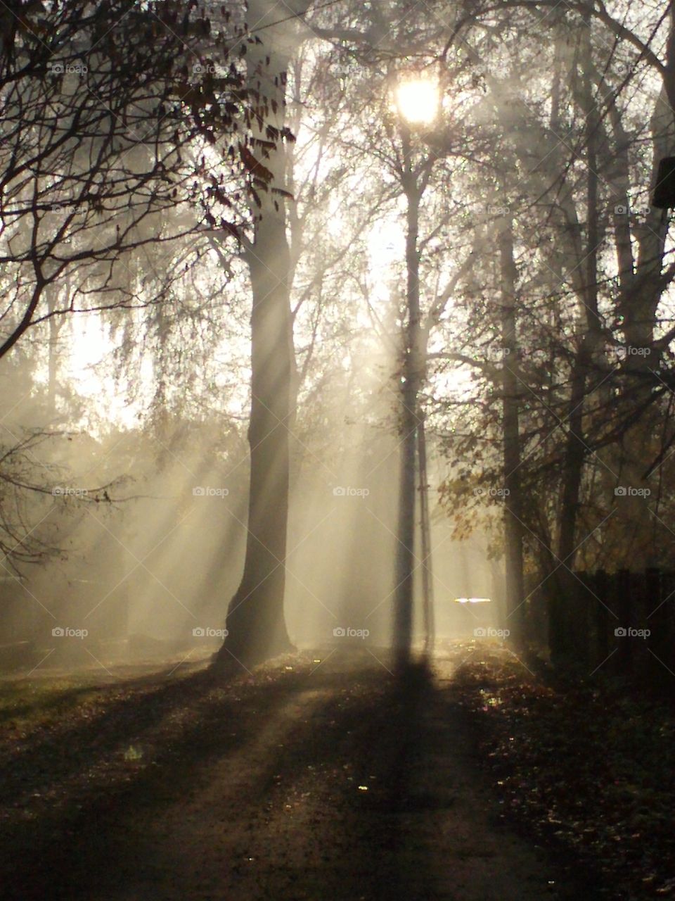 Sunlight coming through trees