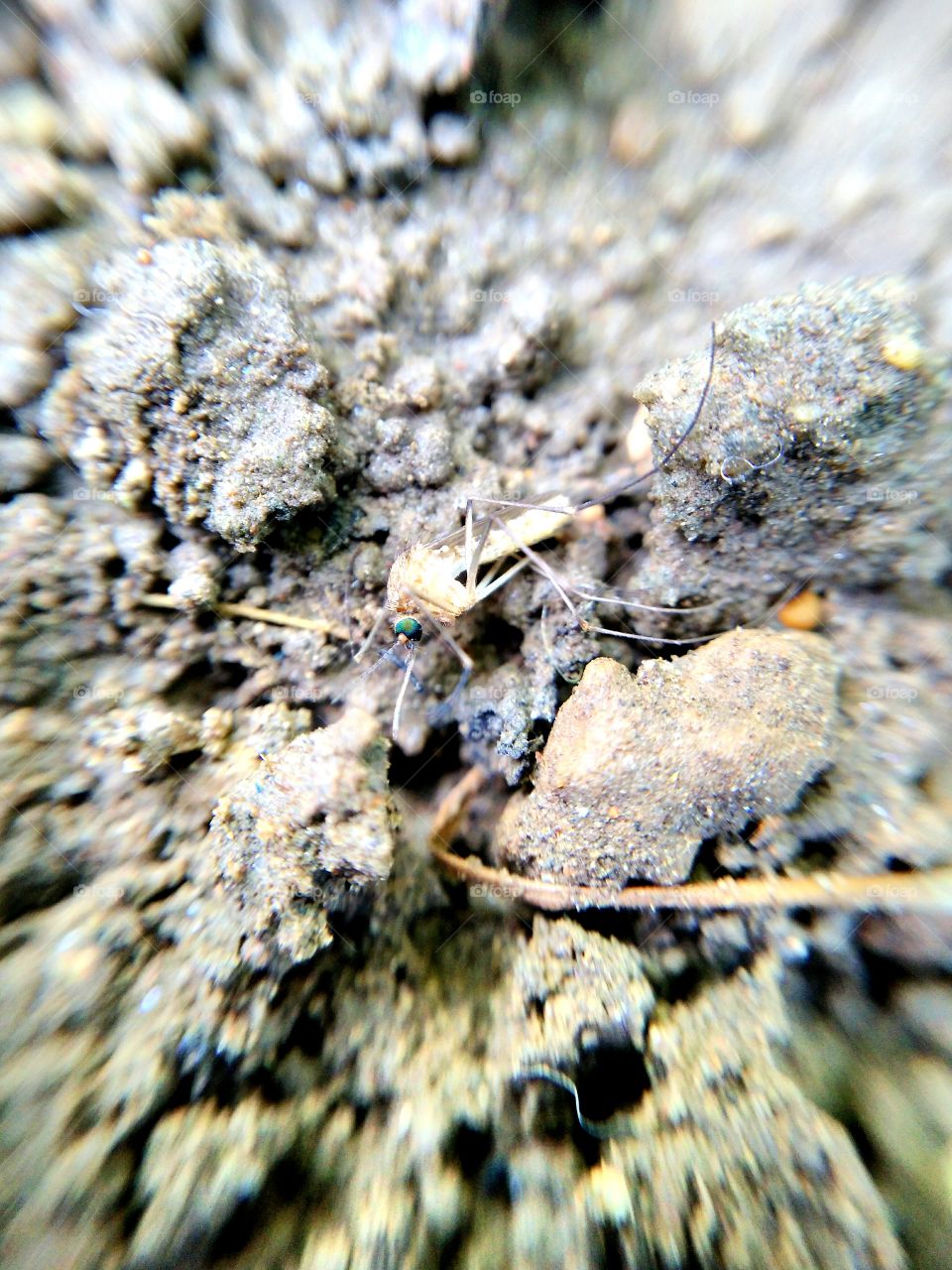 Close-up of a mosquito