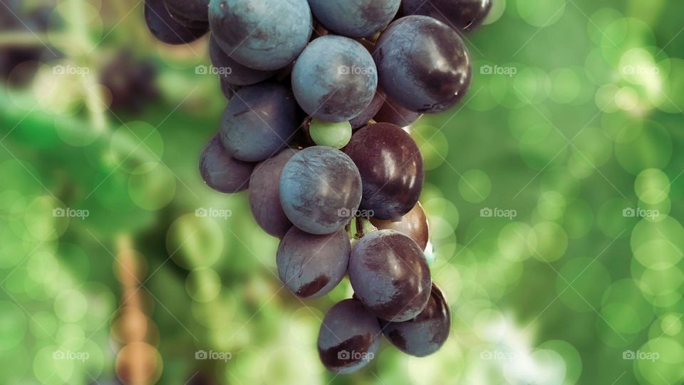 grapes