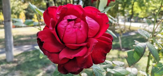 Red rose