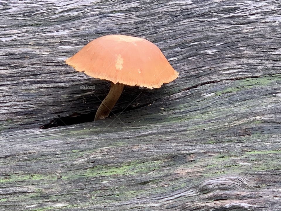 Wild wild mushroom