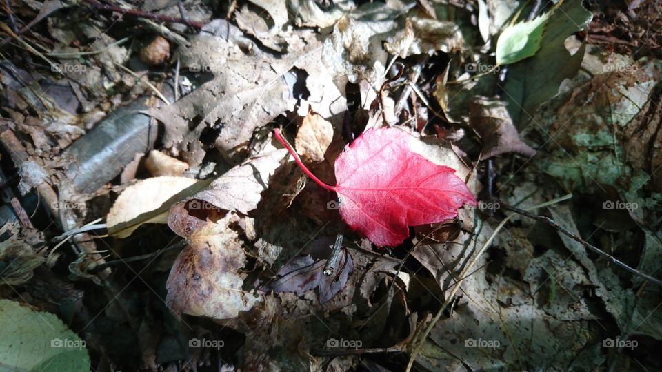 This is one of the first fall leaves that I found while walking through the woods.