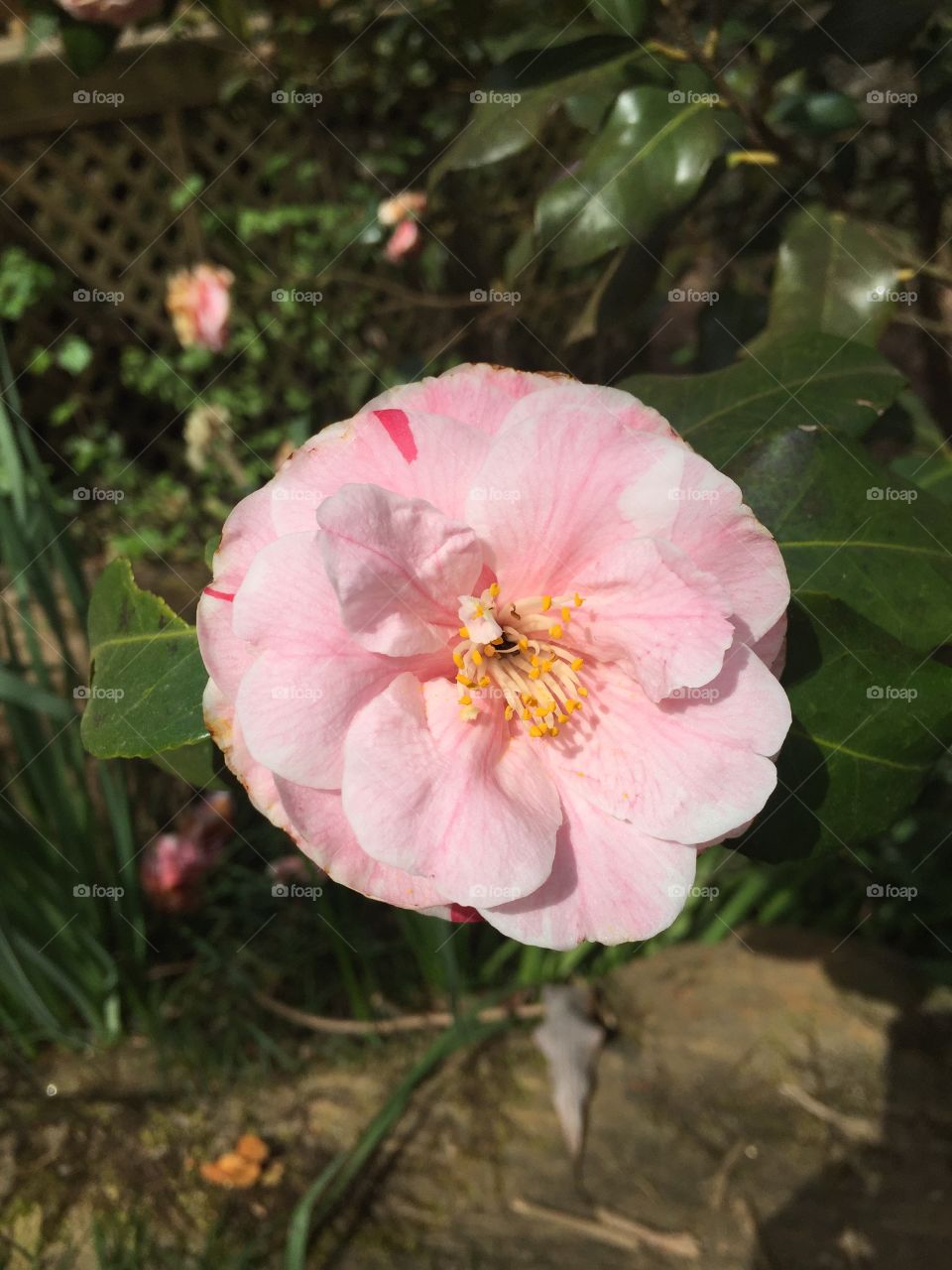 Close-up of camellia flower