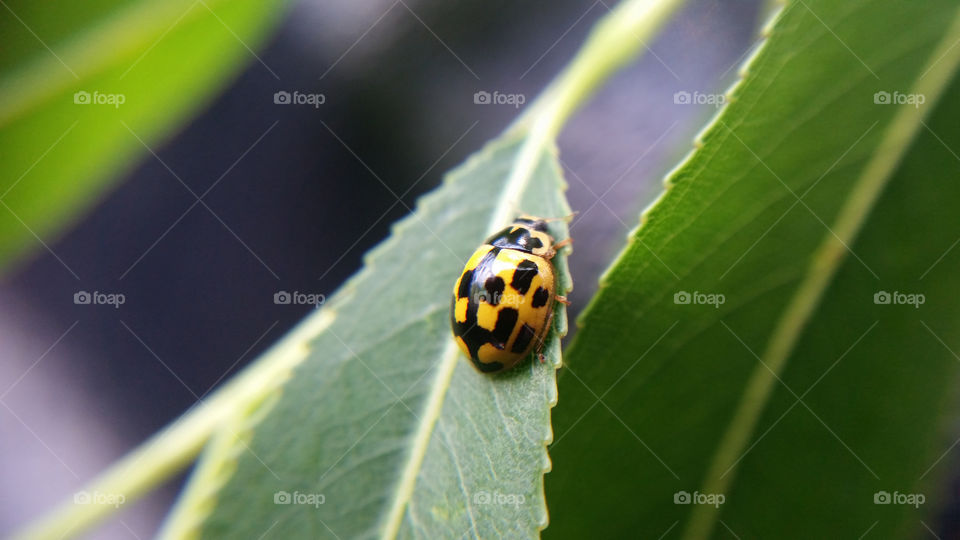 Insect, No Person, Ladybug, Nature, Beetle