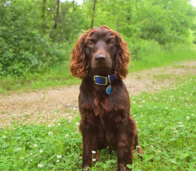 Boykin Spaniel 