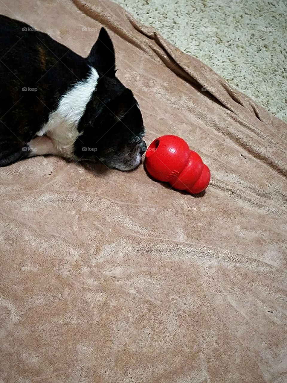 Empty Kong
