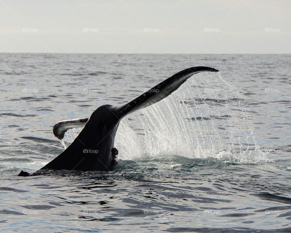 Whale Tail