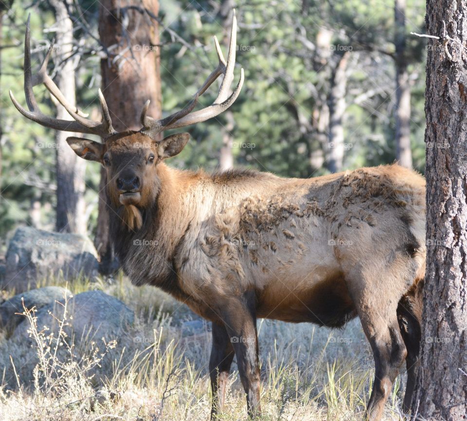 Elk 