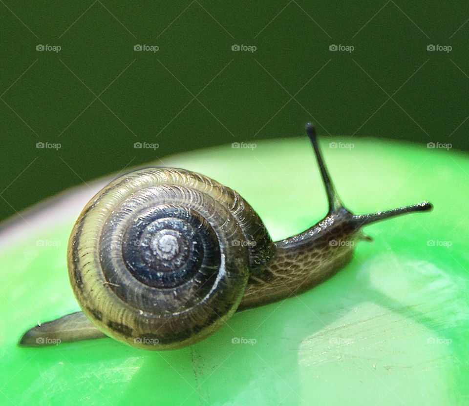 Shapes and Ellipses, snail on a green ball