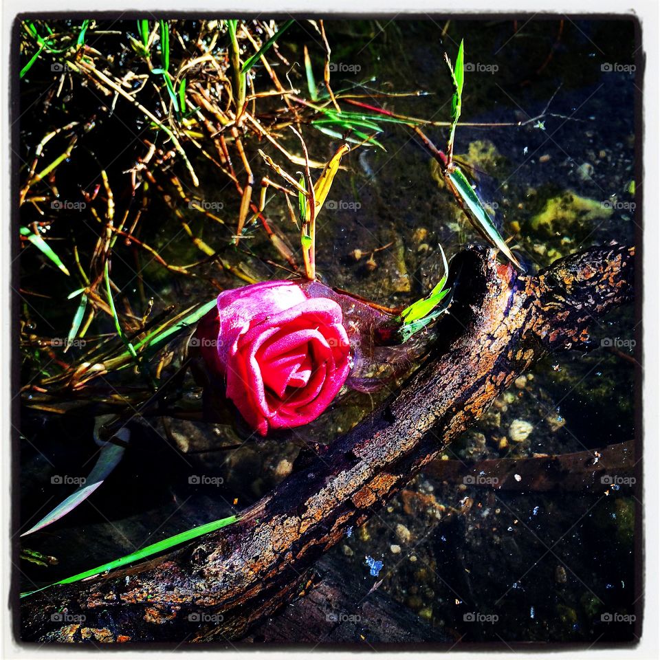 As I explore the creek I found the rose my mystery love left for me 