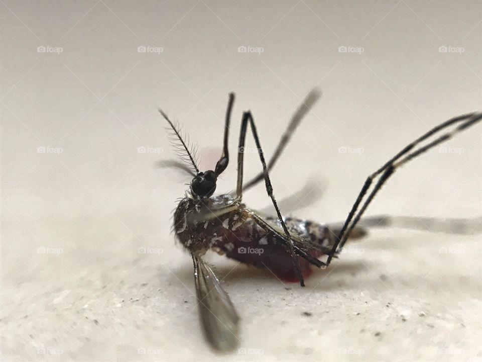 Close-up of mosquito. 