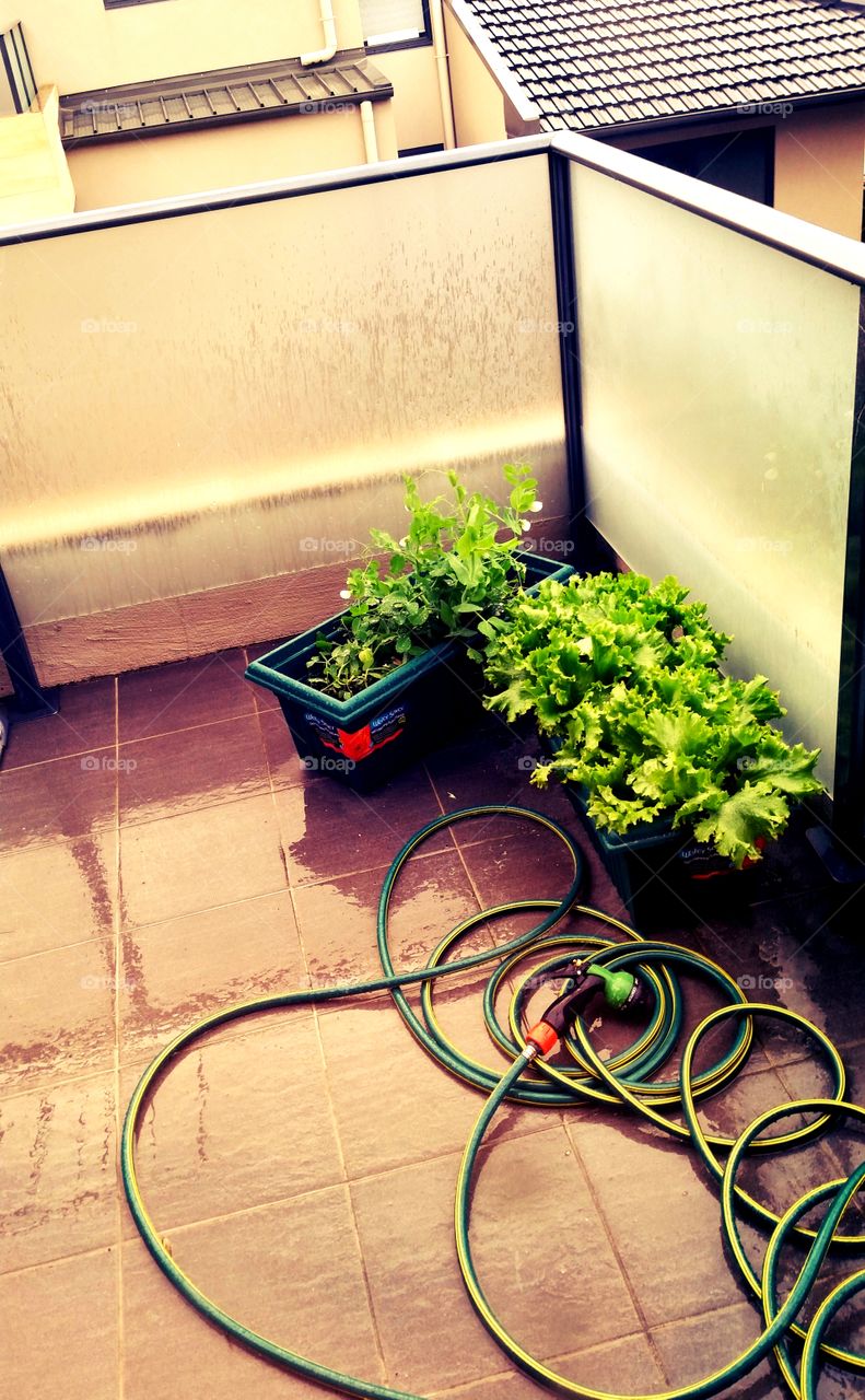 Growing Lettuce in a
