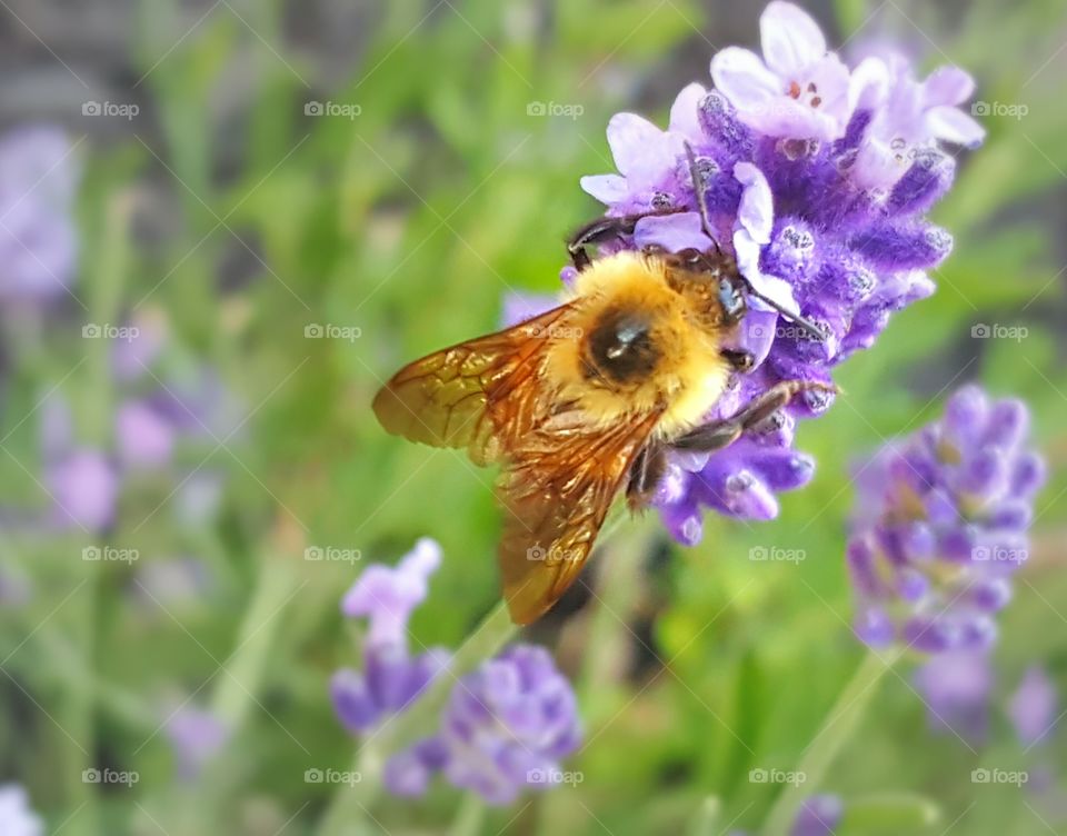 Lavender in my yard that bees love