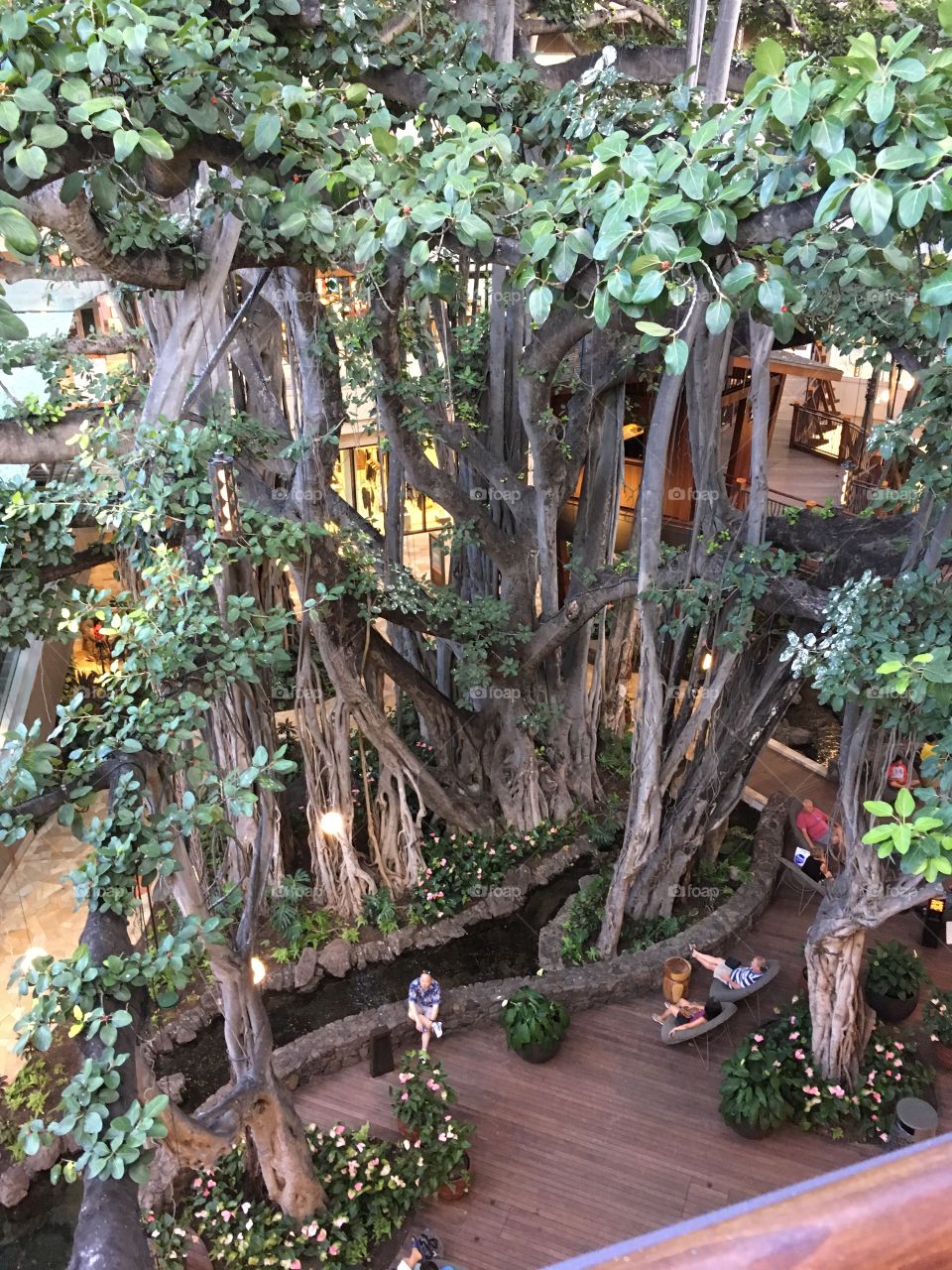 Big tree in outdoor mall 