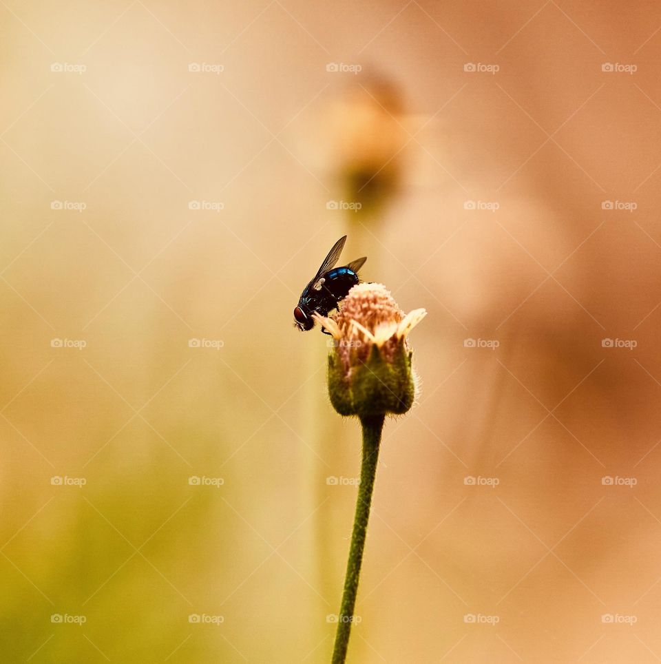 House fly - Sitting on a bud of coat button flower 